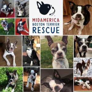 Interview With MidAmerica Boston Terrier Rescue Founder. Boston Terrier Society Podcast.