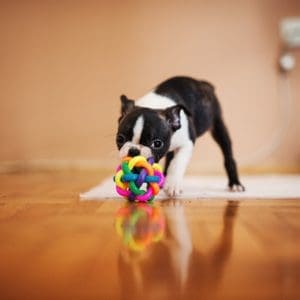 15 Ways To Keep Your Boston Terrier Busy When At Work