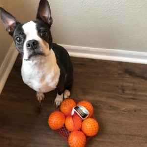 Boston Terrier Eating Oranges. Is it safe for Boston Terriers to eat oranges.