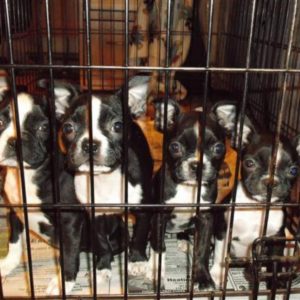 Interview With MidAmerica Boston Terrier Rescue Founder. Boston Terrier Society Podcast.