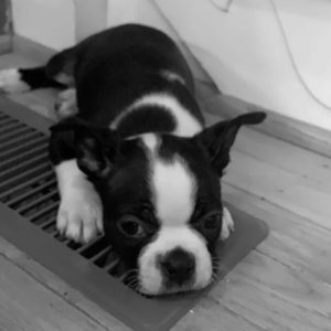 2020 Cutest Boston Terrier Photo Contest - Boston Terrier Society