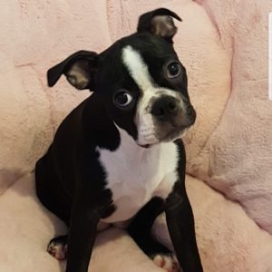 cute Boston terrier photo