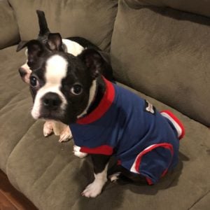 cute Boston terrier photo