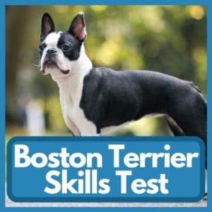 Quiz: How Well Do You Know Boston Terriers? Skills Test: Boston Terrier Facts