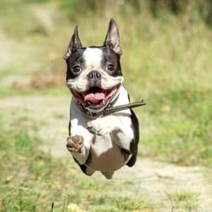 Boston Terrier running.