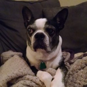 Boston Terrier Moonpie