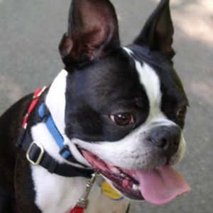 Cute Boston Terrier