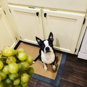 Can A Boston Terrier Eat Grapes. Are Grapes Toxic to Boston Terriers