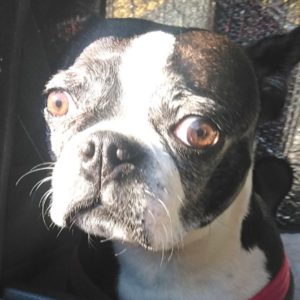 5 Things Causing Your Boston Terrier Anxiety & Remedies 