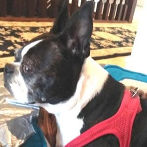 Boston Terrier afraid of rain