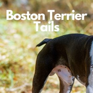 Boston Terrier Tail Guide: Types, Standard & Illustrations