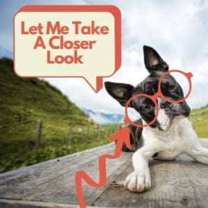 Boston Terrier with glasses