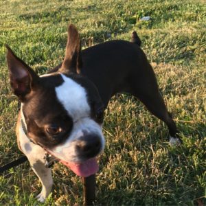 Are boston terriers athletic