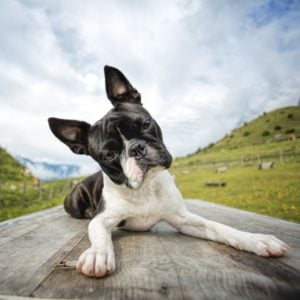 Boston Terrier diabetes