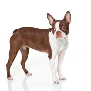 Red Boston Terrier