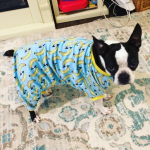 Can Boston Terriers Eat Bananas? Plus Recipe Ideas. Boston Terrier in a banana outfit.