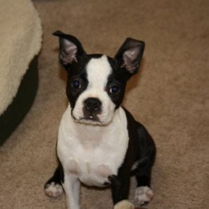 Teaching a boston terrier to sit