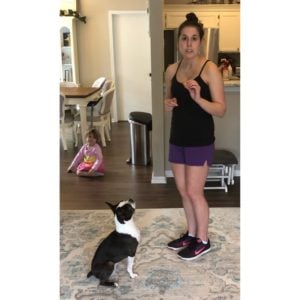 training a boston terrier to sit