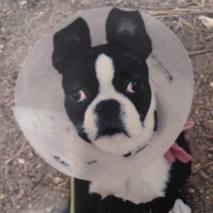 a boston terrier after being spayed