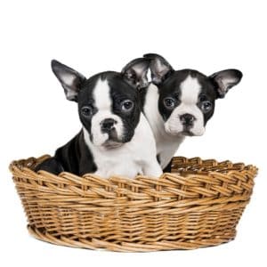 avoid boston terrier puppy scams.