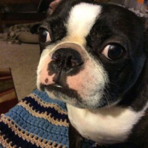 A Boston Terrier Looking At The Camera.