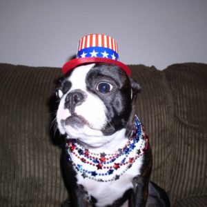 A Boston Terrier On The 4th of July.