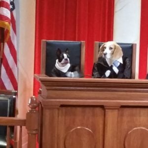 Boston Terrier on the john oliver show