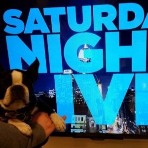 Boston Terrier on Saturday Night Live