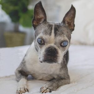 In Memory Of Abby The Boston Terrier