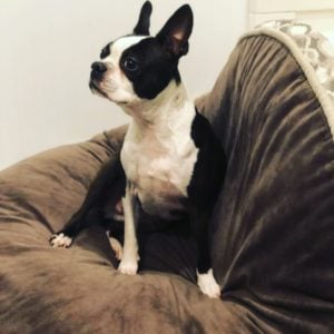 Boston Terrier sitting