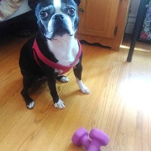 boston terrier getting ready to workout