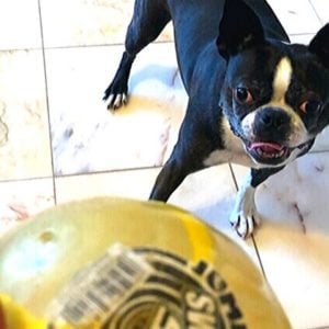 Boston Terrier getting ready to play with a ball.