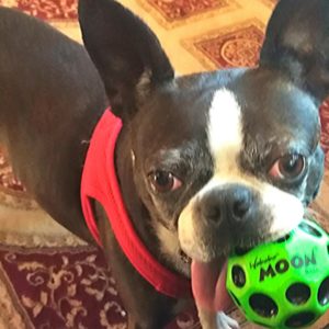 A boston terrier with her puppy.