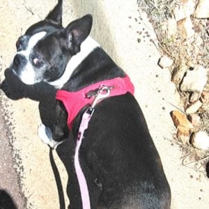 A Boston Terrier on a walk. Boston Terrier walking. Boston Terrier going on a walk.