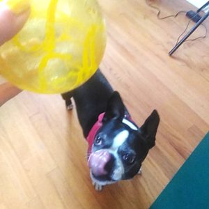 boston terrier playing with a ball.