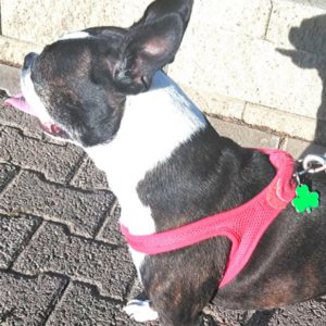 Boston Terrier taking a break.