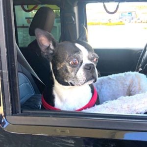 A Boston Terrier in a car. A Boston Terrier looking scared in a car.