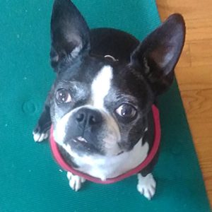 boston terrier doing yoga