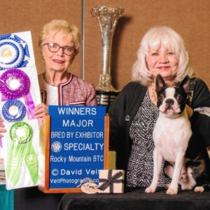 Boston Terrier winning specialty.