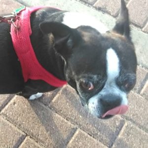 A boston terrier licking her lips.