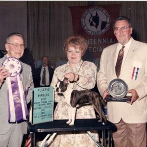 Vintage Boston Terrier as a show dog.