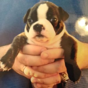 A boston terrier puppy.