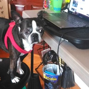 boston terrier working from home.