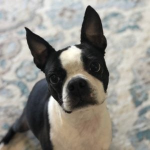 Gross things a Boston Terrier does