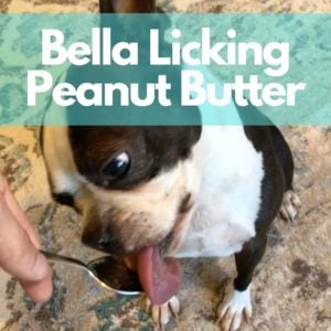 Bella-Licking-Peanut-Butter