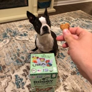 Boston Terrier and her treats. Teach Your Boston Terrier Puppy How To Shake: Video & Guide.