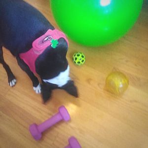 boston terrier working out.