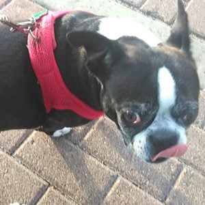 Boston Terrier licking.