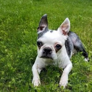 Cute Boston Terrier. Boston Terrier memorial.