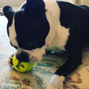 Boston Terrier playing with a ball.